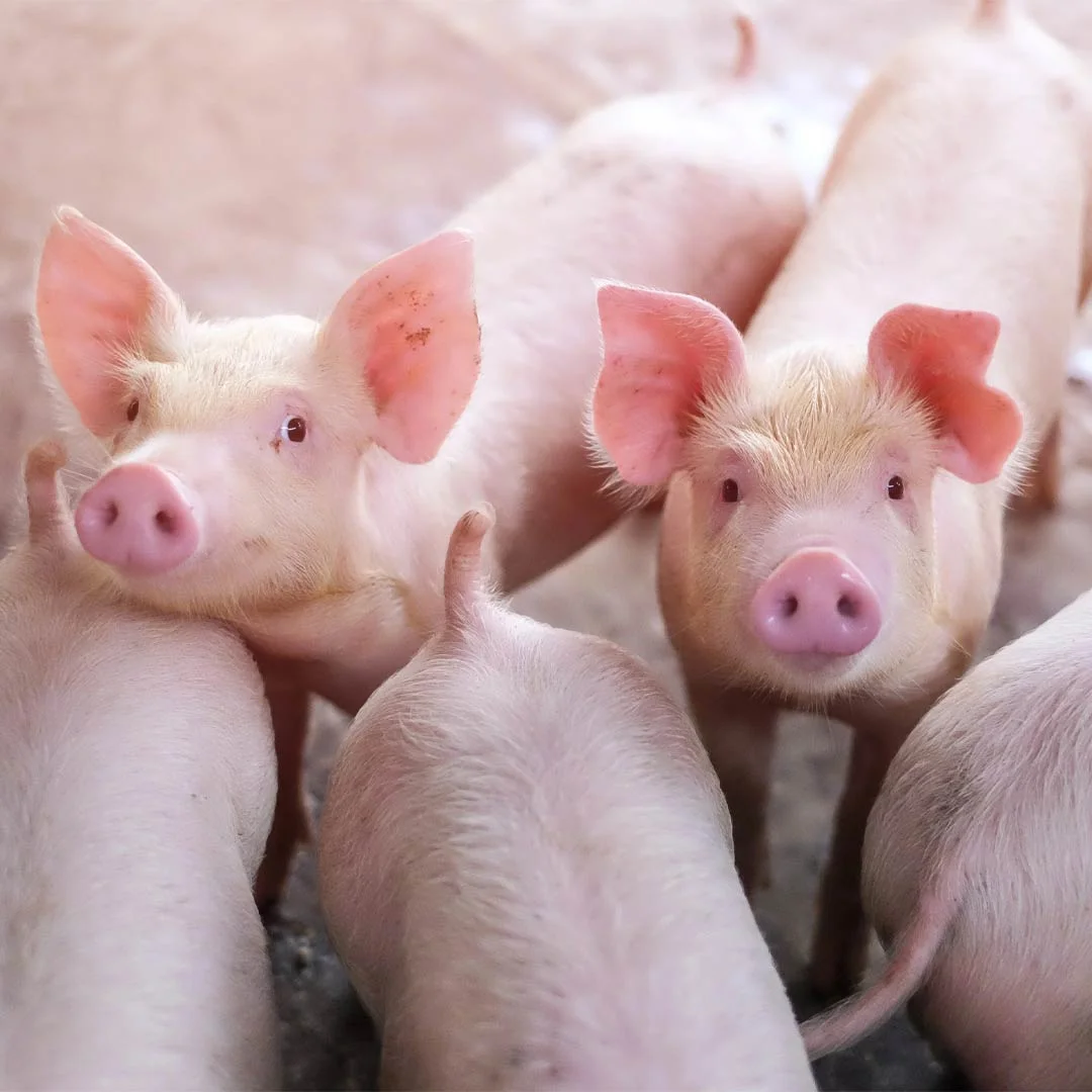 کلون سازی خوک‌ها برای اولین بار با هوش مصنوعی امکان‌پذیر شد