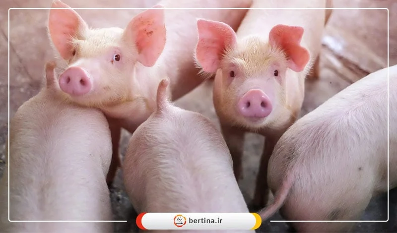 کلون سازی خوک‌ ها برای اولین بار با هوش مصنوعی امکان‌پذیر شد